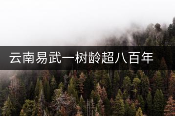 云南易武一樹齡超八百年古茶樹死亡，當?shù)卦磕杲M織村民拜謁