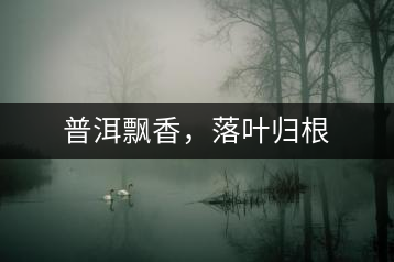 普洱飄香，落葉歸根