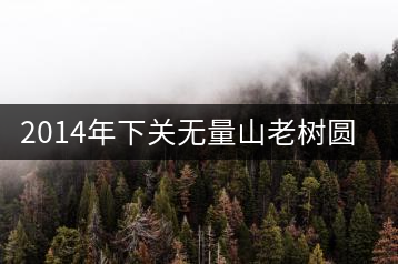 2014年下關(guān)無量山老樹圓茶開湯