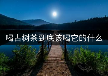 喝古樹茶到底該喝它的什么？