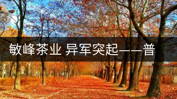 敏峰茶業(yè) 異軍突起——普洱敏峰茶業(yè)有限公司紀實