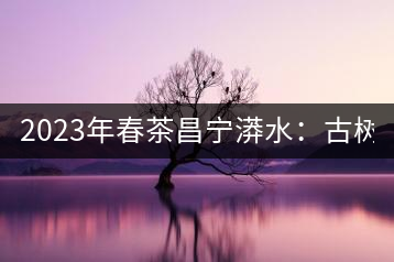 2023年春茶昌寧漭水：古樹(shù)混采純料480-600元／公斤，大樹(shù)360-420元／公斤，臺(tái)地260-300元／公斤，古樹(shù)單株均價(jià)880-1200元／公斤。