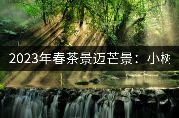 2023年春茶景邁芒景：小樹(shù)200元／公斤，古樹(shù)：600-800元／公斤