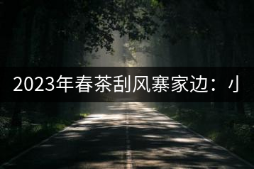 2023年春茶刮風(fēng)寨家邊：小樹(shù)400-500，古樹(shù)1000-1600元／公斤