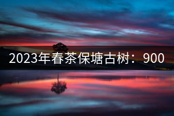 2023年春茶保塘古樹(shù)：900-1500元／公斤