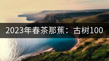 2023年春茶那蕉：古樹(shù)1000-1500元／公斤，中樹(shù)600-800元／公斤