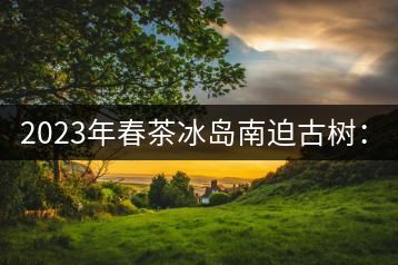 2023年春茶冰島南迫古樹(shù)：4500~4800元／公斤