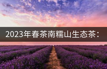 2023年春茶南糯山生態(tài)茶：200-300元／公斤，古樹：900-1500元／公斤
