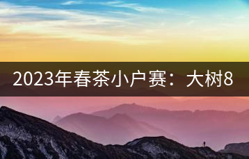 2023年春茶小戶賽：大樹800元／公斤，古樹1200-1300元／公斤