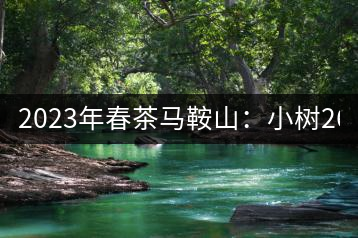 2023年春茶馬鞍山：小樹260–300元／公斤，古樹450-500元／公斤
