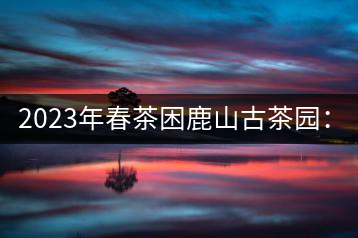 2023年春茶困鹿山古茶園：大樹(shù)8000-12000元／公斤，周邊小樹(shù)200-300元／公斤