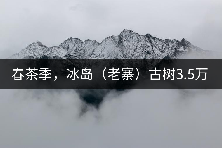 春茶季，冰島（老寨）古樹3.5萬起
