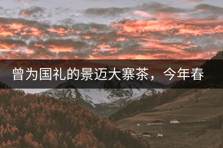 曾為國(guó)禮的景邁大寨茶，今年春茶性價(jià)比依舊高