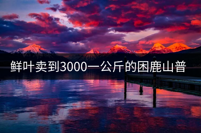 鮮葉賣到3000一公斤的困鹿山普洱茶，口感如何？