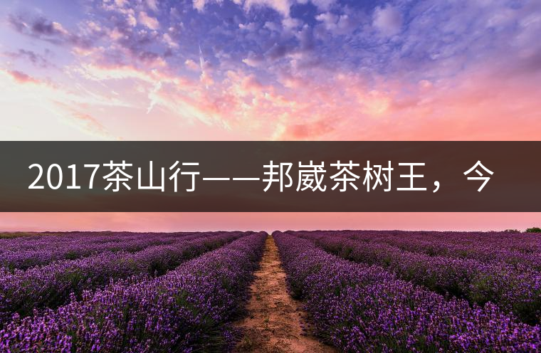 2017茶山行——邦崴茶樹王，今天你是長這樣