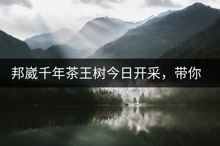 邦崴千年茶王樹今日開采，帶你了解被低估的邦崴古樹茶邦崴千年茶王樹今日開采，帶你了解被低估的邦崴古樹茶