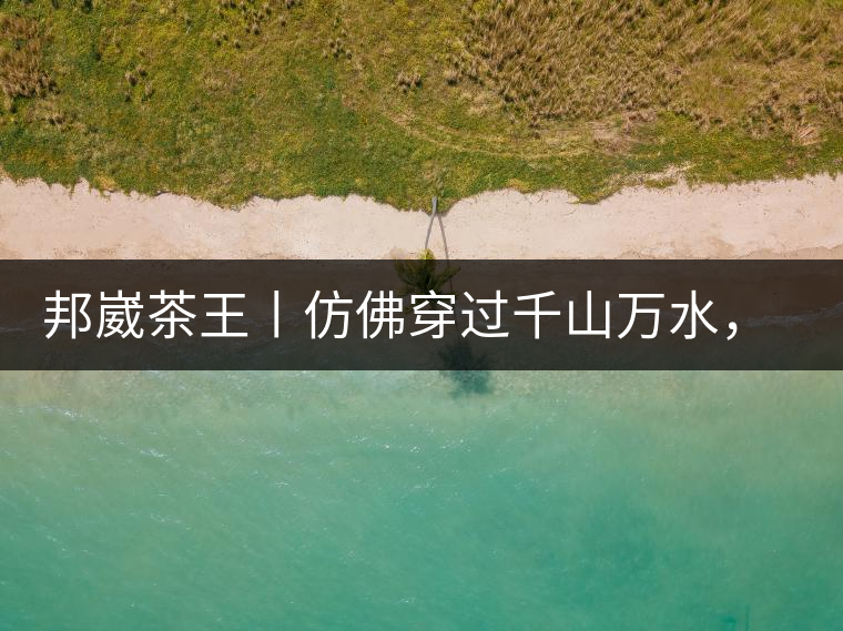 邦崴茶王丨仿佛穿過千山萬水，就是為了它而來邦崴茶王丨仿佛穿過千山萬水，就是為了它而來