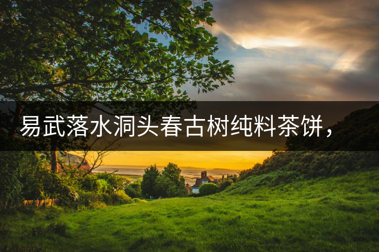 易武落水洞頭春古樹純料茶餅，實(shí)現(xiàn)原料和工藝的兩優(yōu)結(jié)合