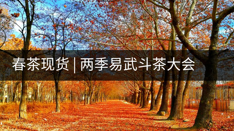 春茶現(xiàn)貨 | 兩季易武斗茶大會冠軍“落水洞”，茶友評價是這樣的