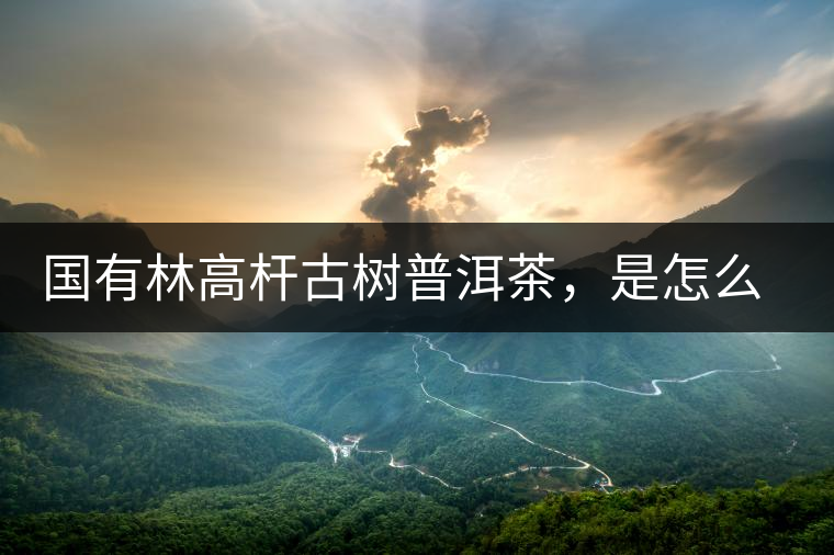 國有林高桿古樹普洱茶，是怎么回事?國有林高桿古樹普洱茶，是怎么回事？