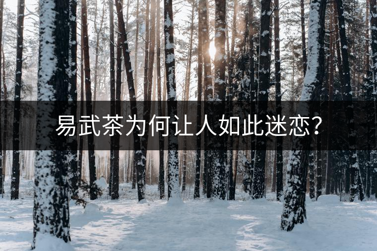 易武茶為何讓人如此迷戀？