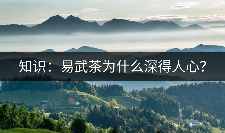 知識(shí)：易武茶為什么深得人心？
