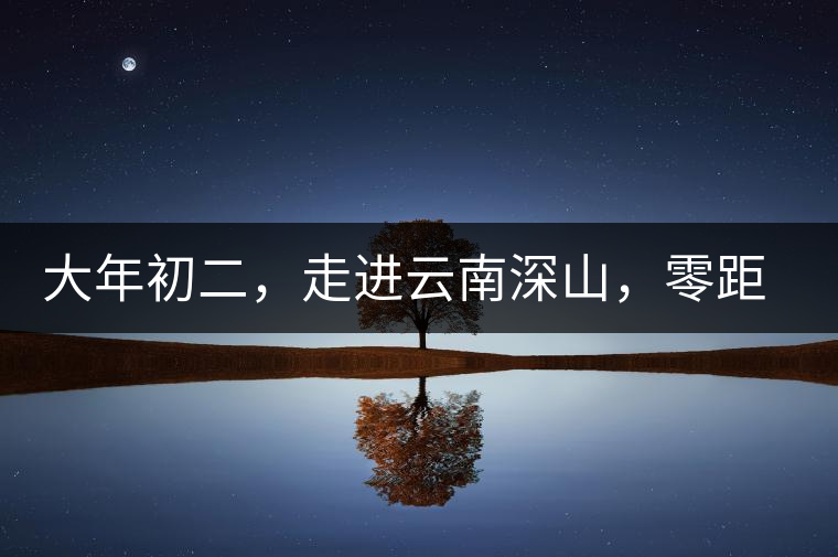 大年初二，走進云南深山，零距離接觸古茶樹