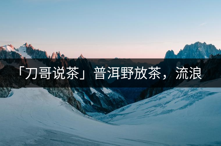 「刀哥說(shuō)茶」普洱野放茶，流浪狗的春天