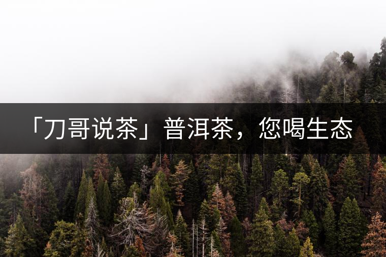 「刀哥說(shuō)茶」普洱茶，您喝生態(tài)還是喝樹(shù)齡？