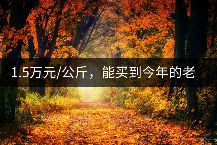 1.5萬(wàn)元/公斤，能買(mǎi)到今年的老班章古樹(shù)茶嗎?1.5萬(wàn)元/公斤，能買(mǎi)到今年的老班章古樹(shù)茶嗎？