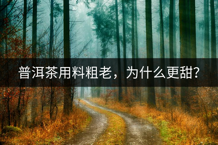 普洱茶用料粗老，為什么更甜？