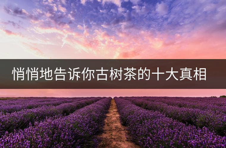 悄悄地告訴你古樹(shù)茶的十大真相，就不怕交學(xué)費(fèi)了