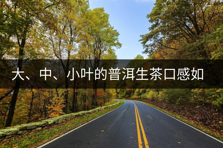 大、中、小葉的普洱生茶口感如何辨別？