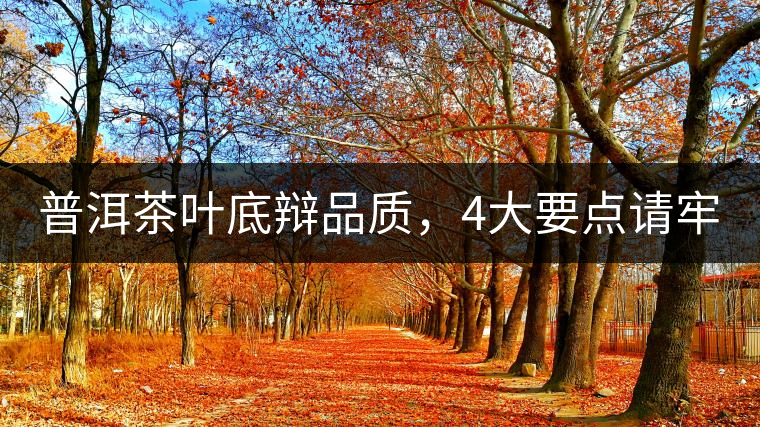 普洱茶葉底辯品質(zhì)，4大要點(diǎn)請(qǐng)牢記！