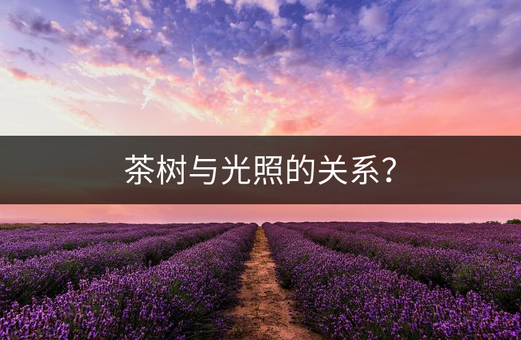 茶樹與光照的關(guān)系？