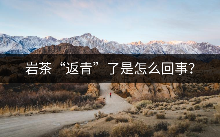 巖茶“返青”了是怎么回事？