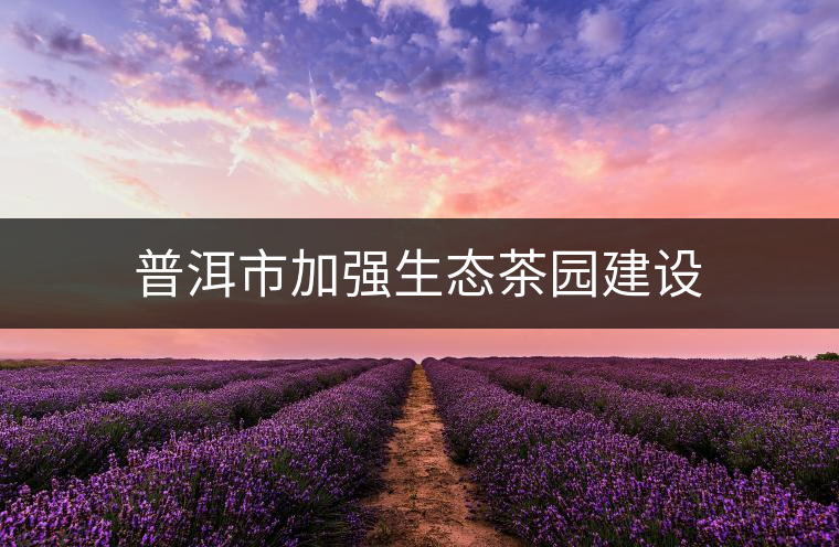 普洱市加強生態(tài)茶園建設