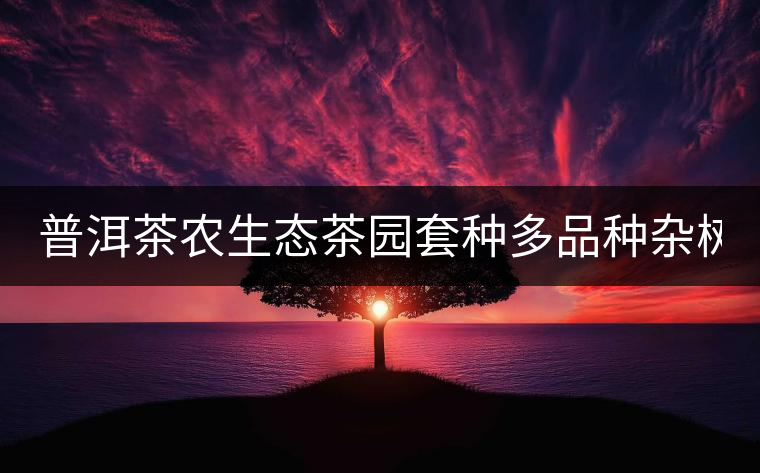 普洱茶農(nóng)生態(tài)茶園套種多品種雜樹 助推普洱茶葉生產(chǎn)