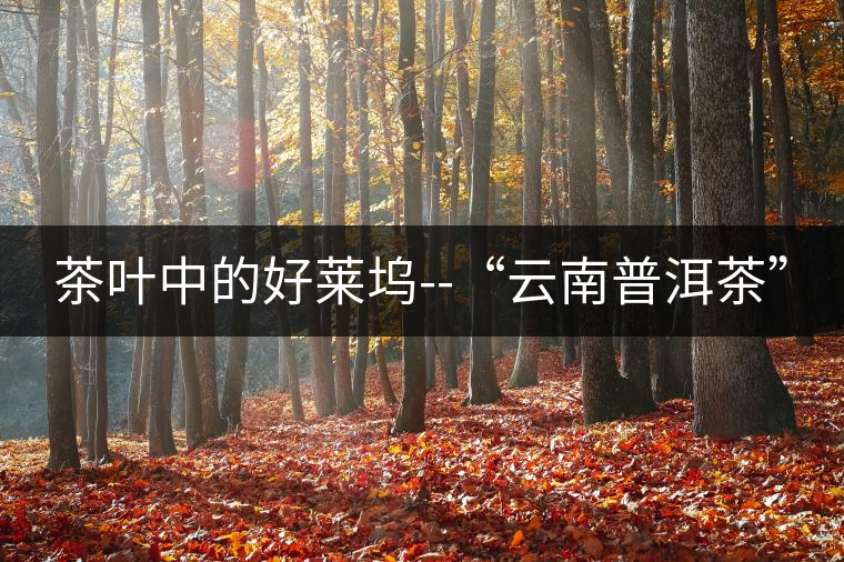 茶葉中的好萊塢--“云南普洱茶” 茶葉中的好萊塢--“云南普洱茶”