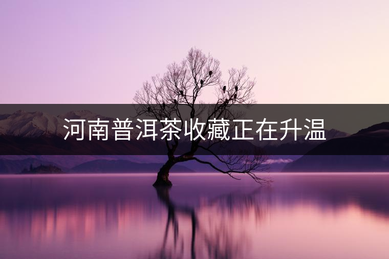 河南普洱茶收藏正在升溫