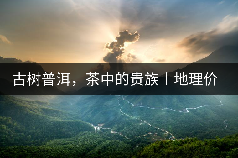 古樹普洱，茶中的貴族︱地理價(jià)值是普洱茶的最大資源優(yōu)勢