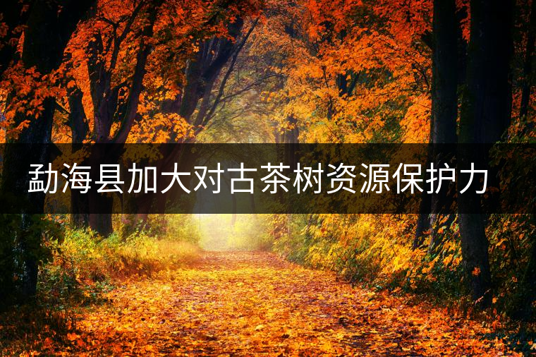 勐海縣加大對(duì)古茶樹(shù)資源保護(hù)力度