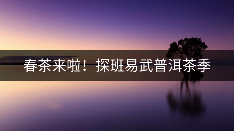 春茶來啦！探班易武普洱茶季