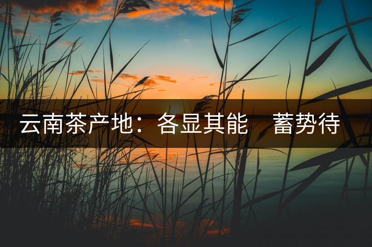 云南茶產(chǎn)地：各顯其能　蓄勢(shì)待發(fā)