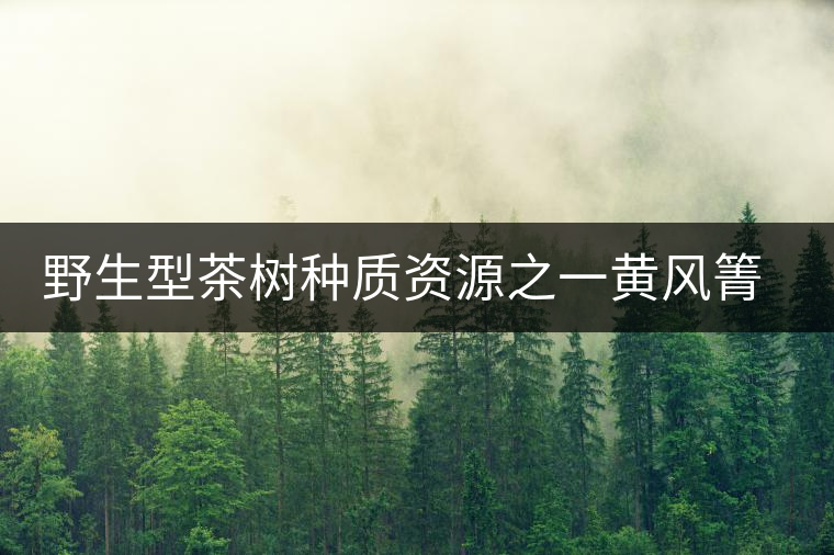 野生型茶樹種質(zhì)資源之一黃風箐茶 野生型茶樹種質(zhì)資源之一黃風箐茶