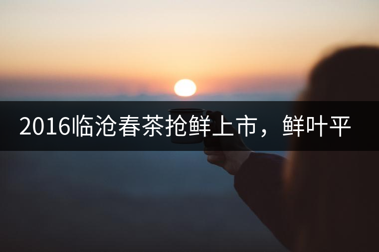 2016臨滄春茶搶鮮上市，鮮葉平均價(jià)同比去年減幅6.3%
