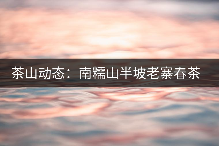 茶山動(dòng)態(tài):南糯山半坡老寨春茶鮮葉收購啟動(dòng) 茶山動(dòng)態(tài):南糯山半坡老寨春茶鮮葉收購啟動(dòng)