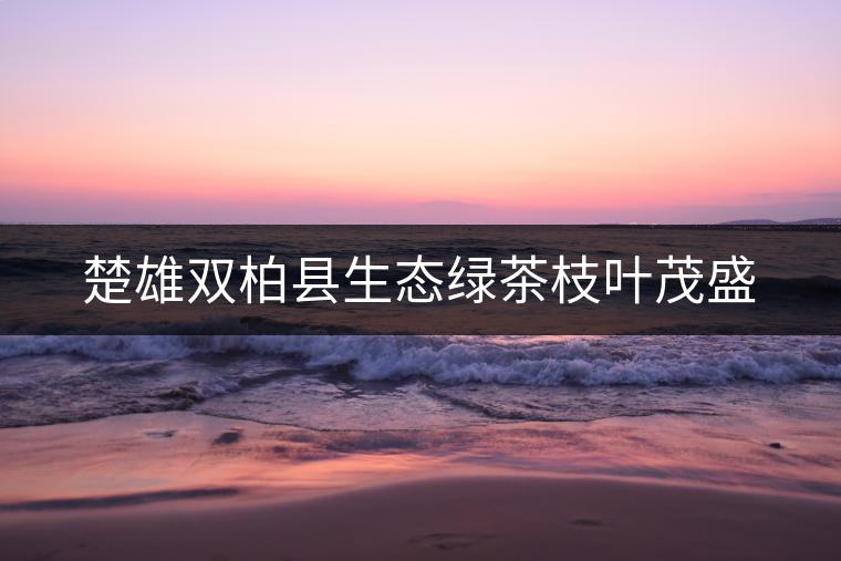 楚雄雙柏縣生態(tài)綠茶枝葉茂盛