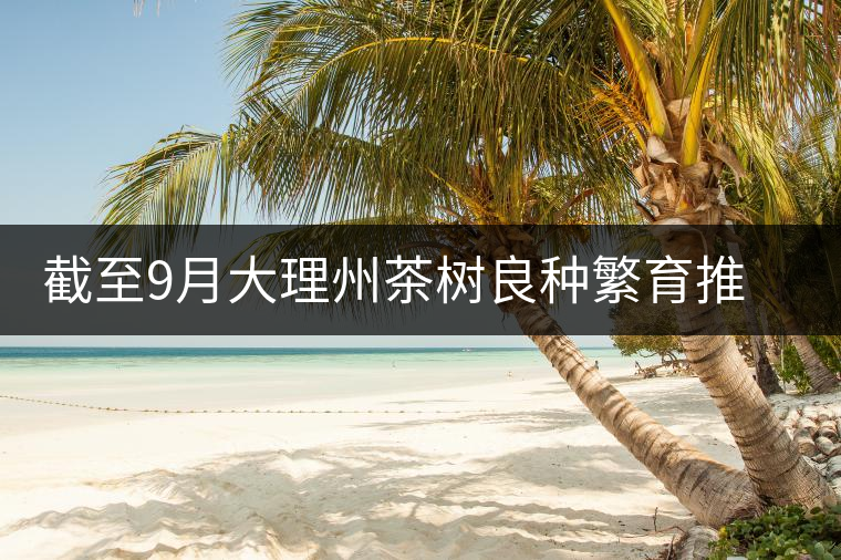 截至9月大理州茶樹良種繁育推廣基本情況