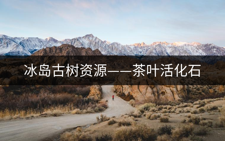 冰島古樹(shù)資源——茶葉活化石